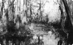 visit - Honey Island Swamp Monster gallery