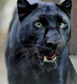 visit - Black Panther Gallery gallery