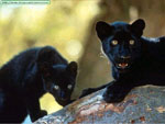 visit - Black Panther Gallery gallery