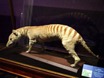 visit - Thylacine gallery