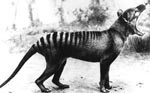 visit - Thylacine gallery