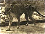 visit - Thylacine gallery